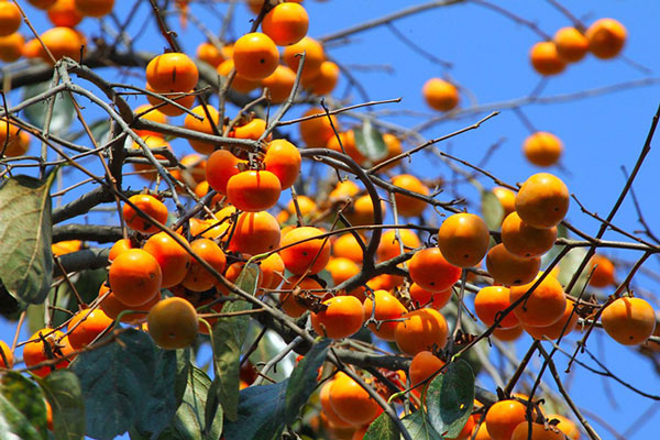 نهال خرمالو گوجه ای