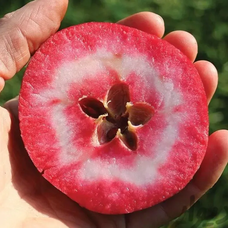 خرید نهال سیب تو سرخ