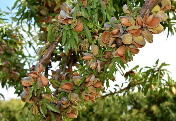 نهال بادام فرانیس