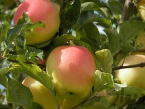 خرید نهال سیب سفید شیشه ای باکیفیت