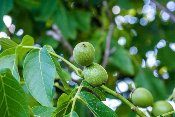 نهال گردو جمال پیوندی