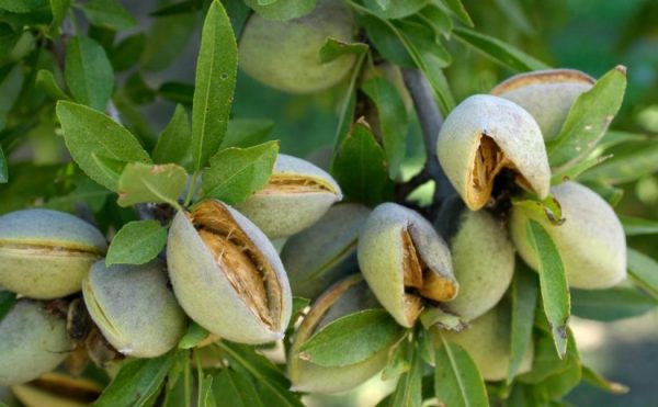 نهال بادام سنگی