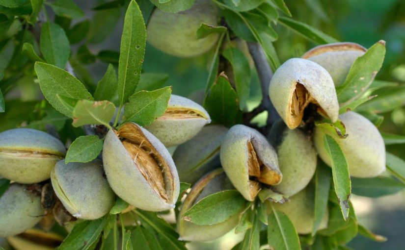 نهال بادام سنگی