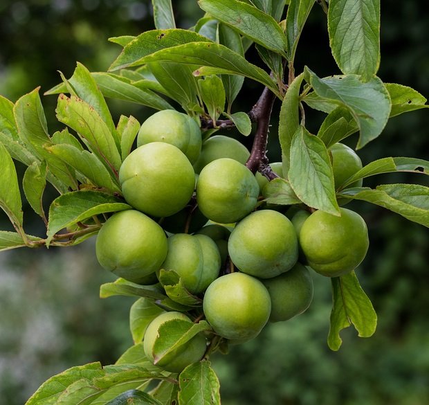 نهال گوجه سبز سردرودی