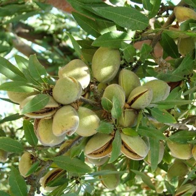 نهال بادام شمشیری