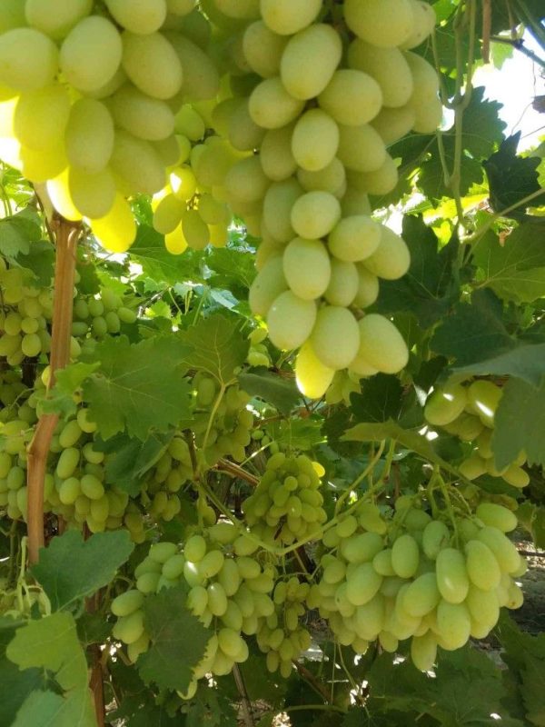 نهال انگور فخری