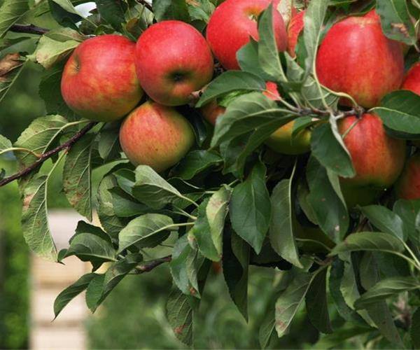 خرید نهال سیب استارکینگ