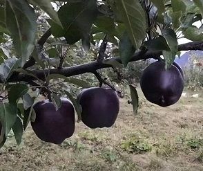 خرید نهال سیب میراکل