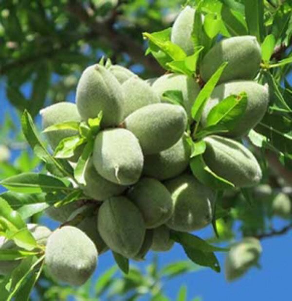 خرید نهال بادام تونو