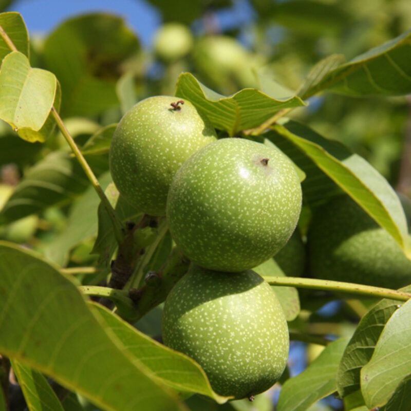 نهال گردو فرنور