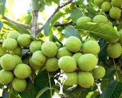 نهال گردو اسرائیلی