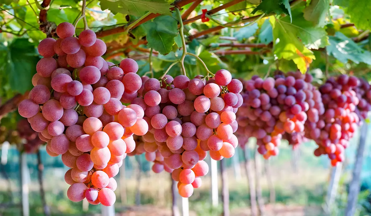 نهال انگور جوین