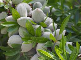 تولید نهال بادام آذرخوشه در نهالستان پاییز