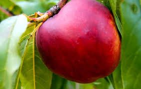 تولید انواع نهال شلیل در پاییزنهال