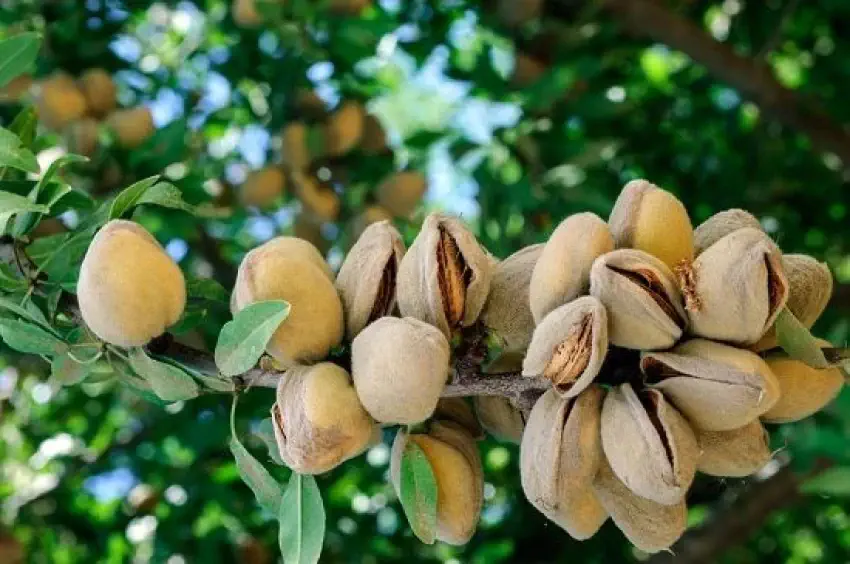نهال بادام فرانیس دیرگل