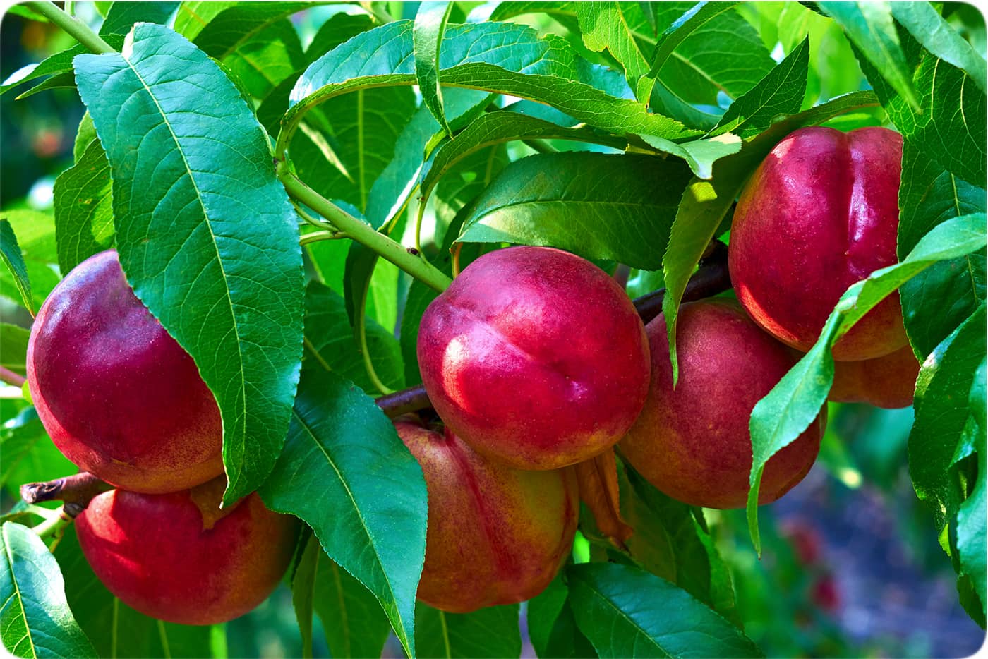 نهال شلیل شبرنگ