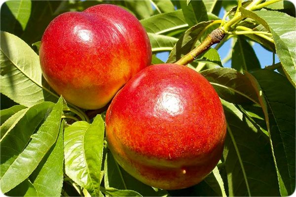 خرید نهال شلیل شمس