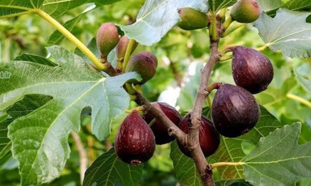 خرید نهال انجیر قهوه ای