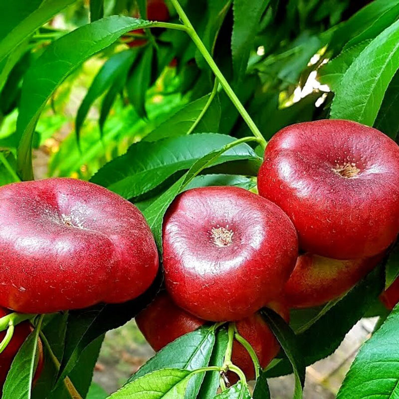 خرید نهال شلیل انجیری