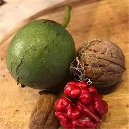 خرید نهال گردو توسرخ