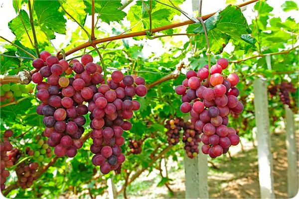 نهال انگور یاقوتی
