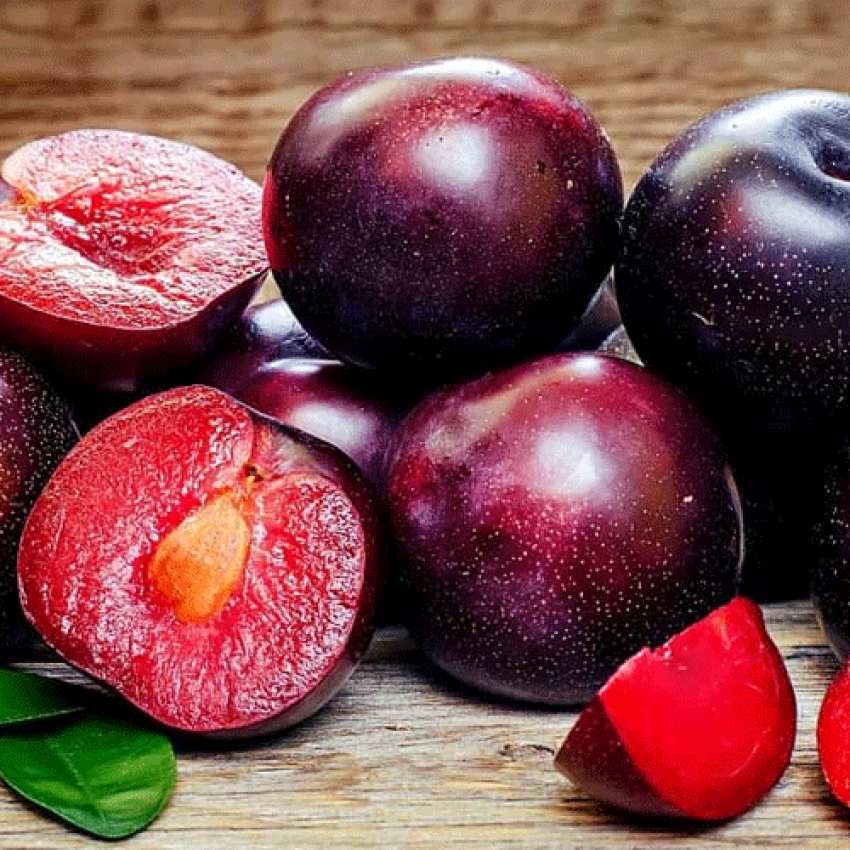 خصوصیات نهال آلو شابلون