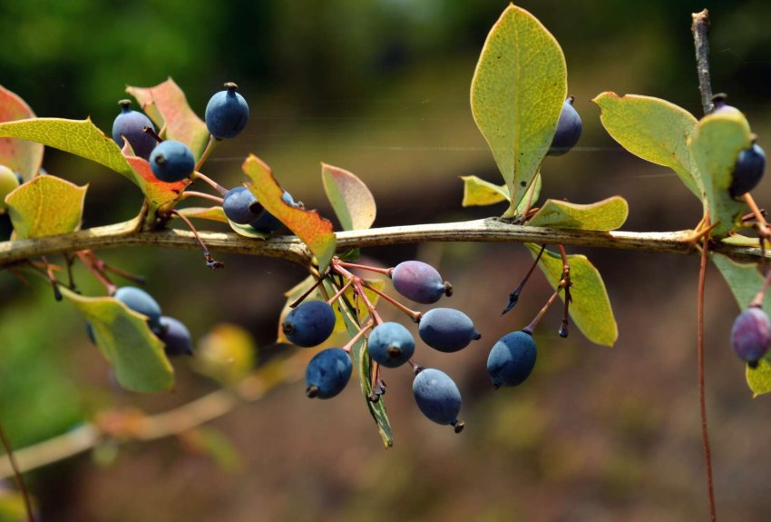 خرید نهال زرشک سیاه بی دانه
