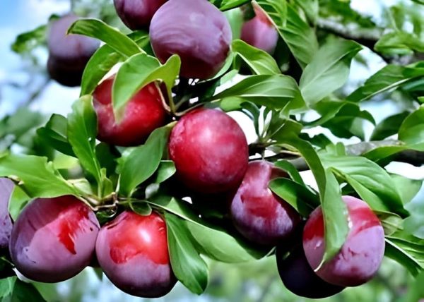 نهال الو شابلون کالیفرنیا