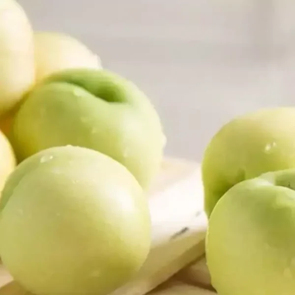 نهال شلیل سفید مشهد