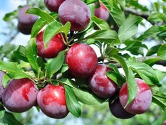 نگهداری نهال آلو بلک دیاموند