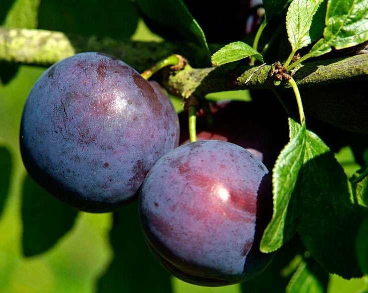 شرایط اقلیمی نهال الو لری آن