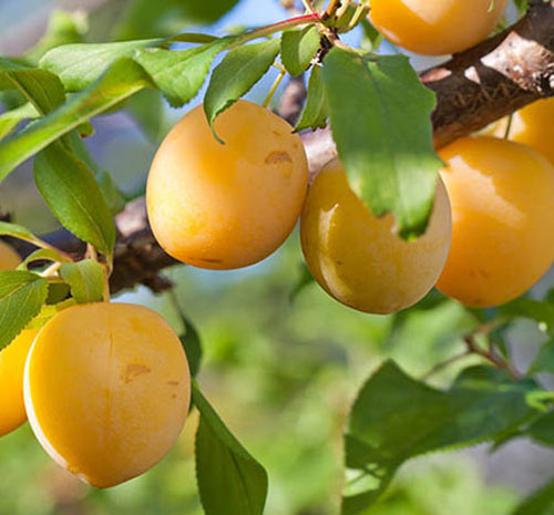 تولید نهال الو زرد گوگان