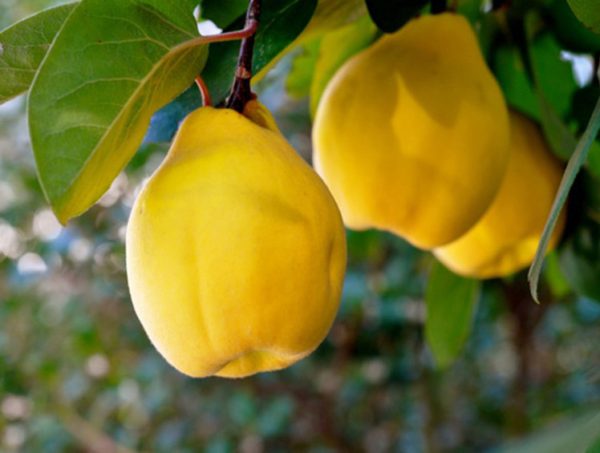 نهال به کوزه ای