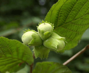 تولید نهال فندق موری