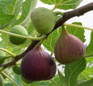 تولید نهال انجیر ازمیر ترکیه