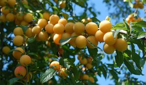 تولید نهال زردآلو خورشتی 