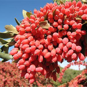 نگه داری از نهال زرشک بی دانه قائنات