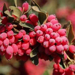 نگه داری از نهال بی دانه پفکی