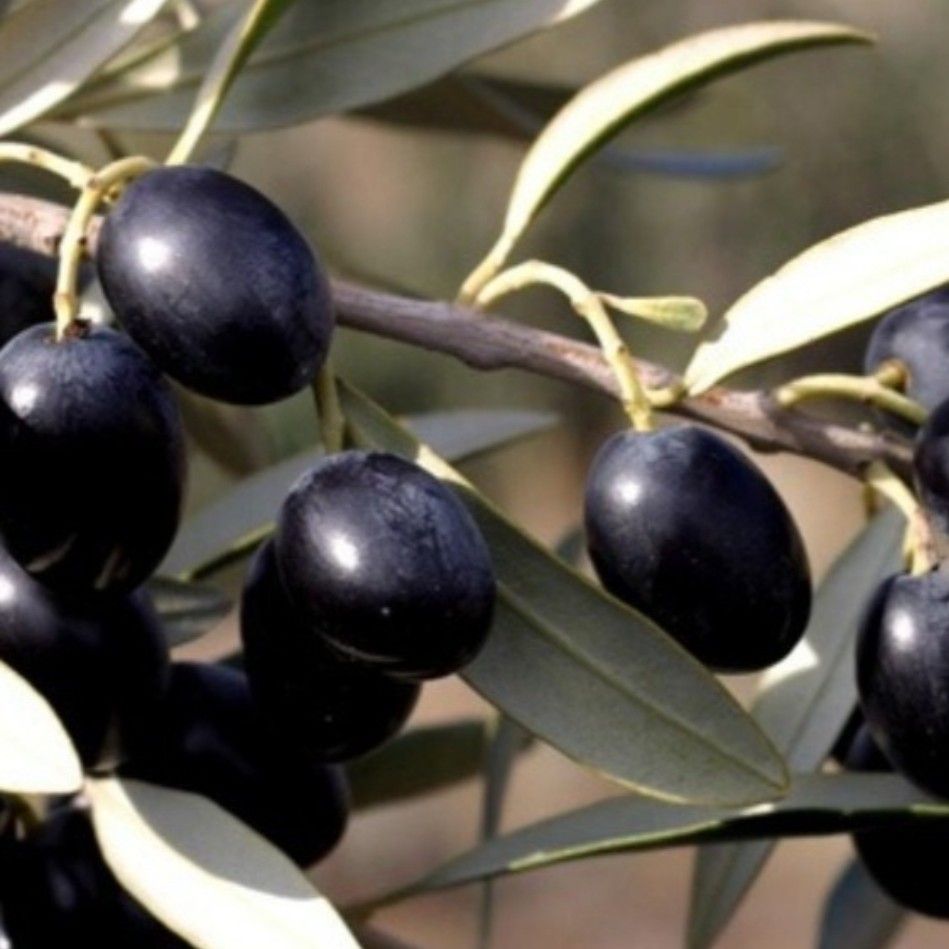 نحوه کاشت نهال زیتون سیاه