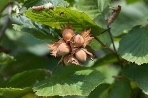 تولید نهال فندوق بارسلونا