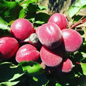 نگه داری از نهال زردآلو قرمز