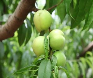 نگه داری از نهال شلیل سبز