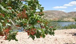 نگه داری از نهال پسته پایه فندقی 