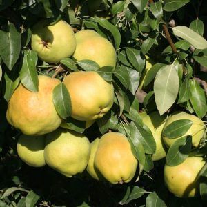 نگه داری از نهال گلابی دوچی