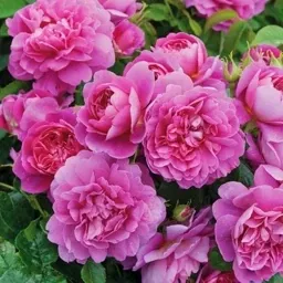 تولید نهال گل محمدی بدون خار 