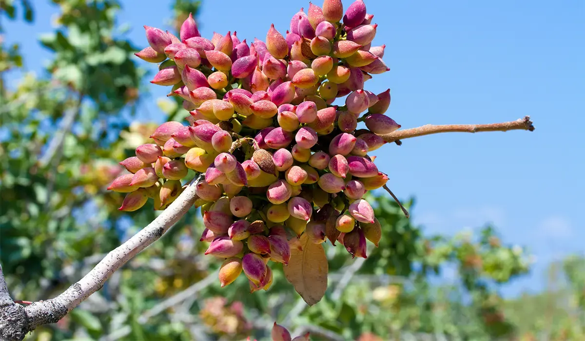 تولید نهال پسته کله قوچی