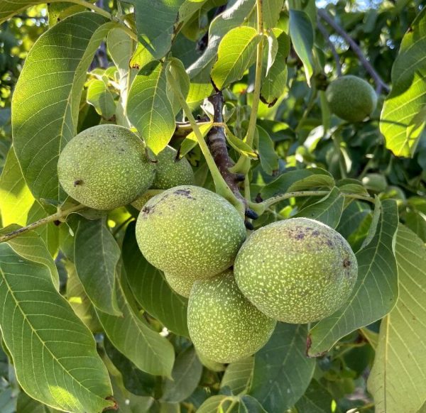 نهال گردو فرنور پیوندی