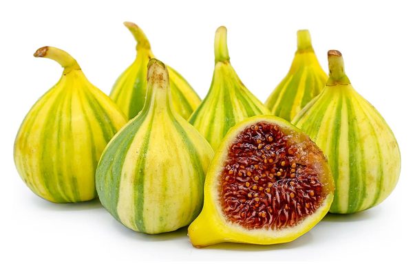 نهال انجیر دیم