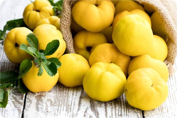 نهال به ایتالیایی