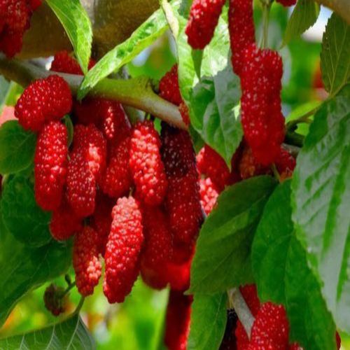 قیمیت نهال نهال توت مینیاتوری